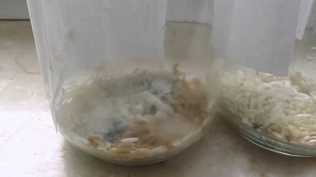 Eksperyment z ryżem: Czy emocje naprawdę wpływają na jego stan?