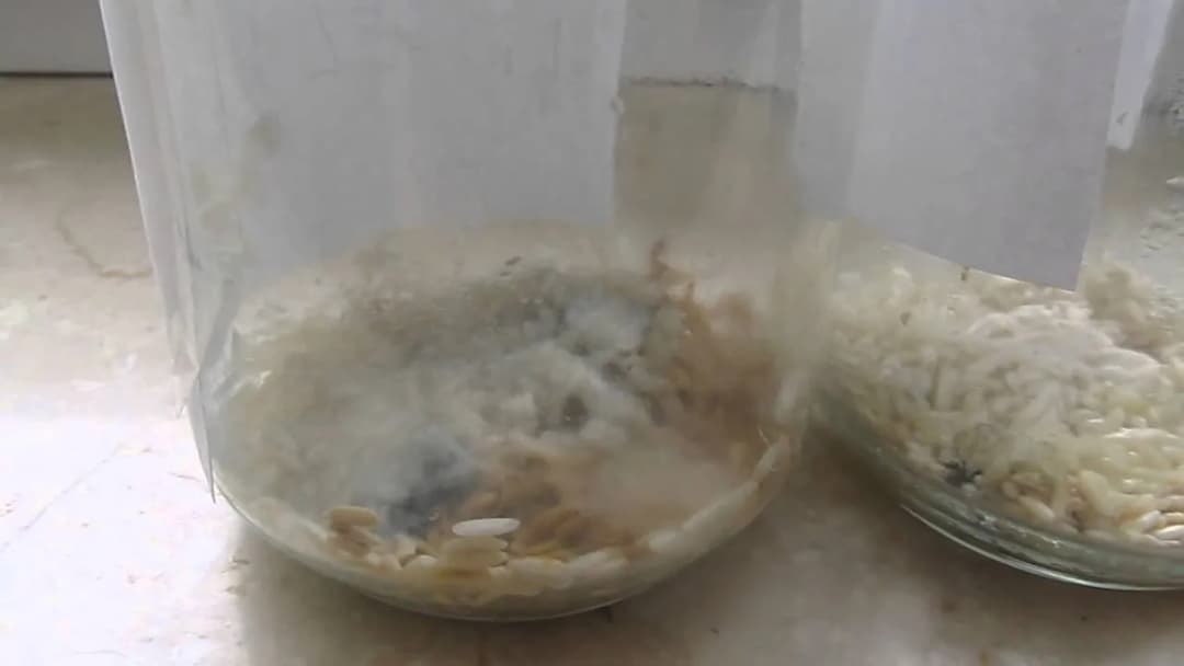 Eksperyment z ryżem: Czy emocje naprawdę wpływają na jego stan?