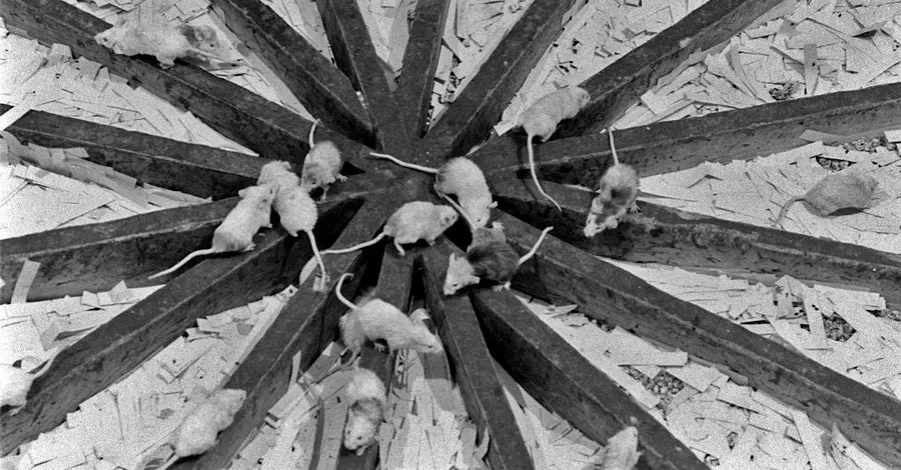 Eksperyment z myszami: jak przeludnienie prowadzi do społecznej dezintegracji