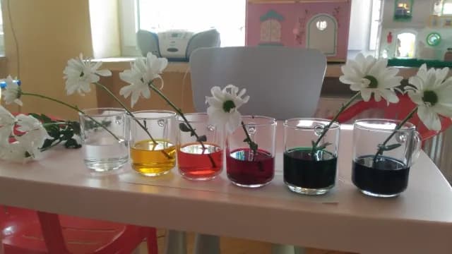 Eksperyment z kwiatkiem atramentem: Jak zabarwienie wpływa na rośliny Eksperyment z kwiatkiem atramentem: Jak zabarwienie wpływa na rośliny